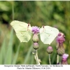 gonopteryx rhamni female3